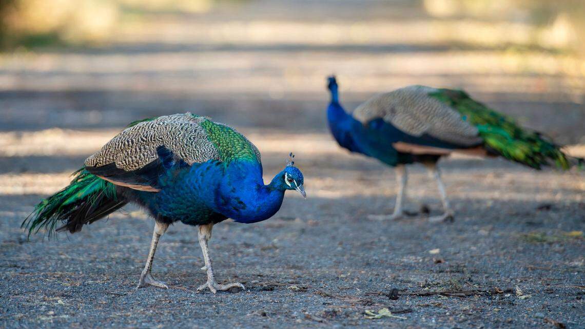 Peacocks look for food near Camp Pollock in Sacramento on 2021.