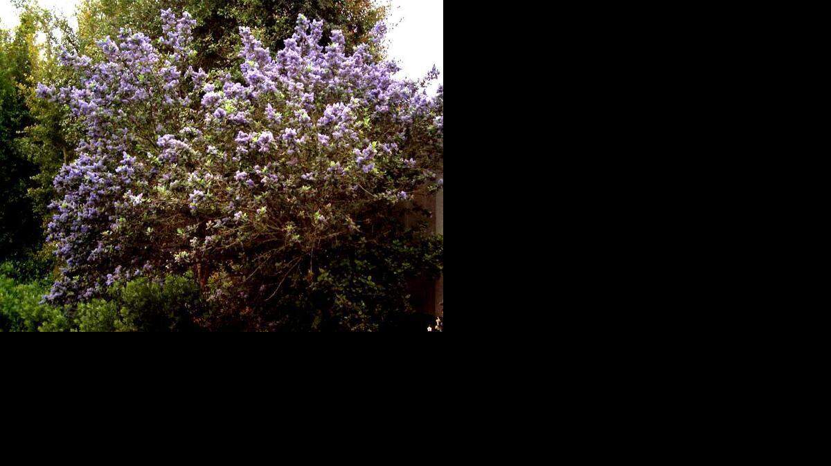 Ray Hartman California lilacCeanothus “Ray Hartman”Size: Up to 15 feet tall Bloom season: Spring Pruning needs: Little or none; prune after bloom to shape.Exposure: Full sun. Water needs: Once established, water deeply once or twice a month. Snapshot: With its vibrant blue flowers, this California lilac ranks among the best for Sacramento-area gardens. The Ray Hartman hybrid of this native shrub is well-adapted to home landscapes because it can tolerate some summer irrigation. With handsome, dark-green foliage, it makes a good screen hedge or small specimen tree. Bees love it, too. You can see specimens in the Mary Wattis Brown Garden of California native plants on the UC Davis campus. The Sacramento Historic City Cemetery (at 1000 Broadway) also has several Ray Hartman lilacs in its California native plant demonstration garden.