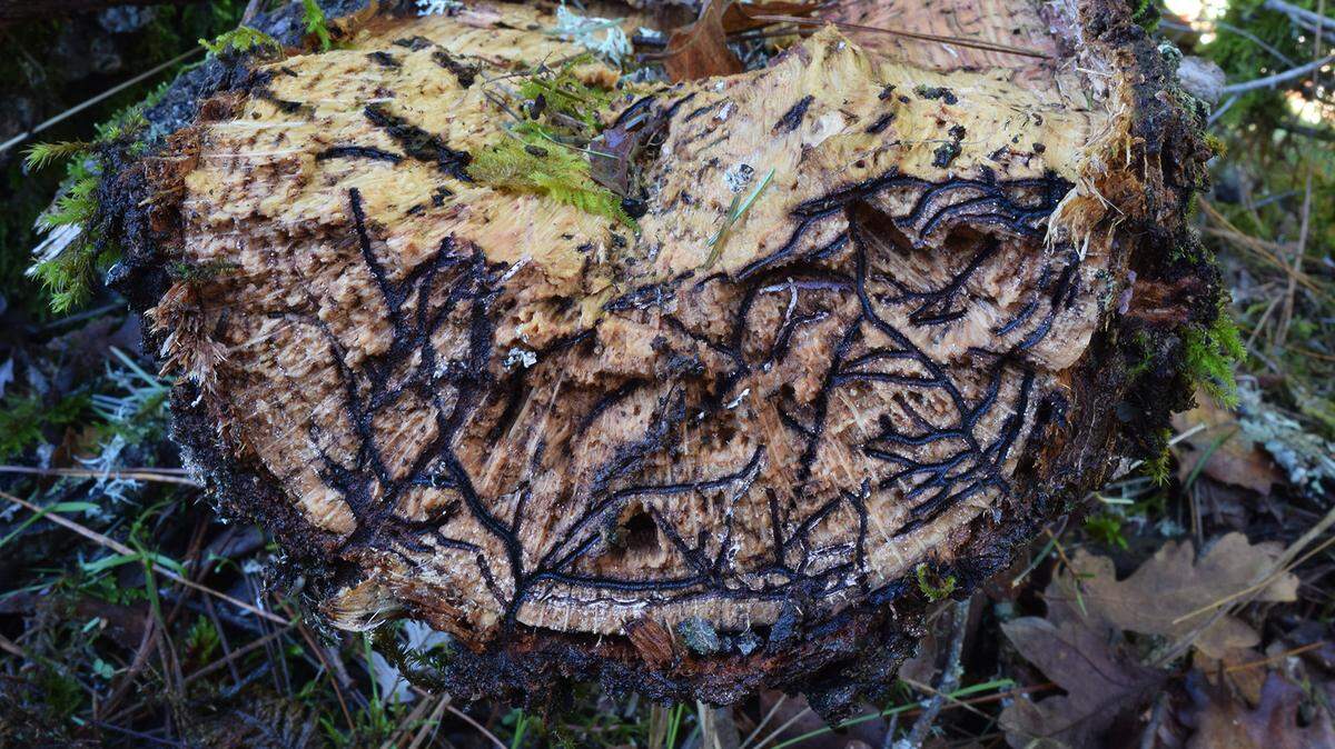 This fallen oak branch in Napa County was infested with Mediterranean oak borers. The beetles are known to make distinct fork-like galleries as shown.