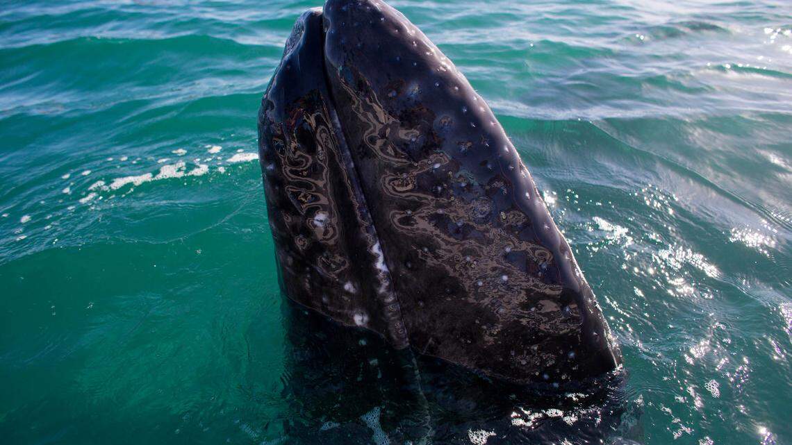 A dead whale was found Friday on Pacifica State Beach, the 12th whale to wash up in the San Francisco Bay this year, according to The Marine Mammal Center.