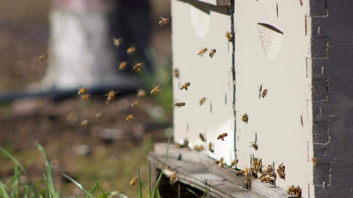 Honeybees flock to a pallet stacked with four hives at the edge of an almond tree orchard on Friday, Feb. 14, 2025, in Olivehurst. Bees are essential to pollinating California’s vast almond orchards dotting the Central Valley.