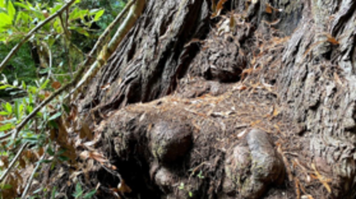 Redwood National Park in California has placed Hyperion, the world’s tallest tree, off-limits to visitors after off-trail hikers damaged plants and left trash. Visitors are trampling plants and the tree’s roots.