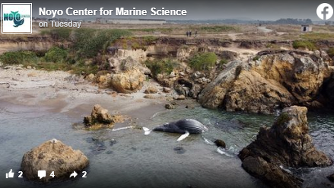 A dead humpback whale found Sept. 12 near Fort Bragg, California, could shift and injure passerby, experts say.