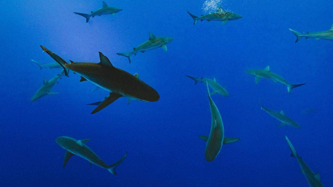 A 60-year-old man swimming in Anaehoomalu Bay swam to a catamaran after being bitten by a shark, Hawaii officials say.