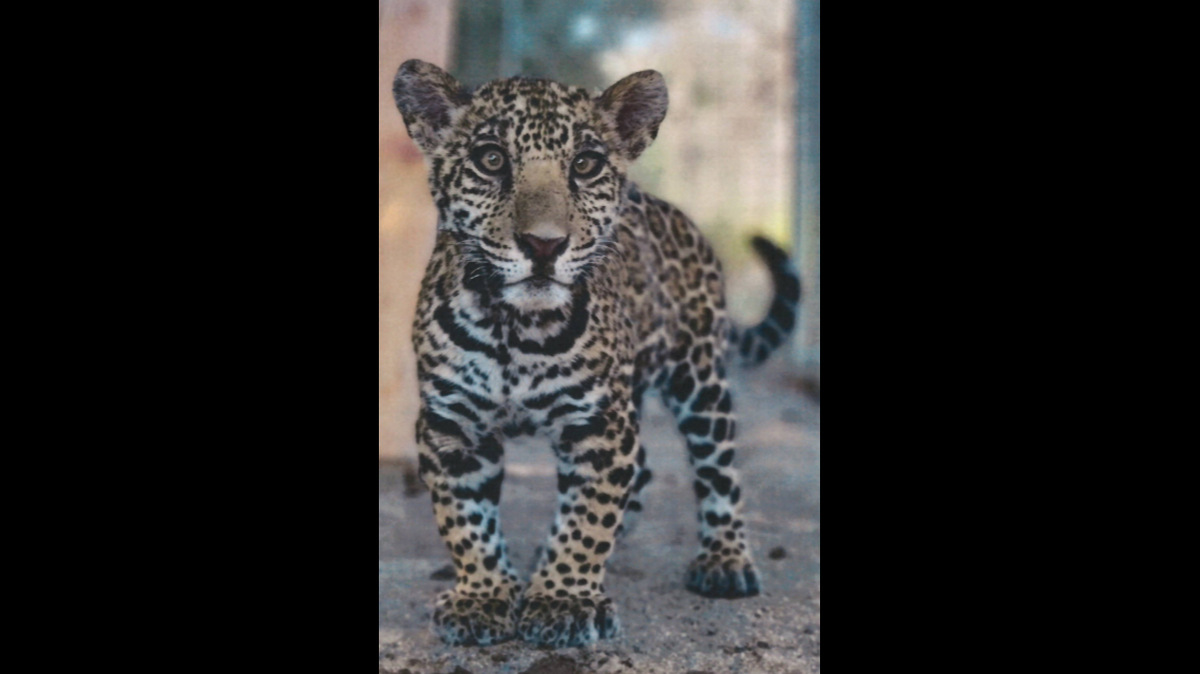 A woman sold a jaguar cub to a man for $30,000, then it was sold again before it was dumped at an animal rescue in Alpine, California, federal prosecutors said. The woman and man have been charged.