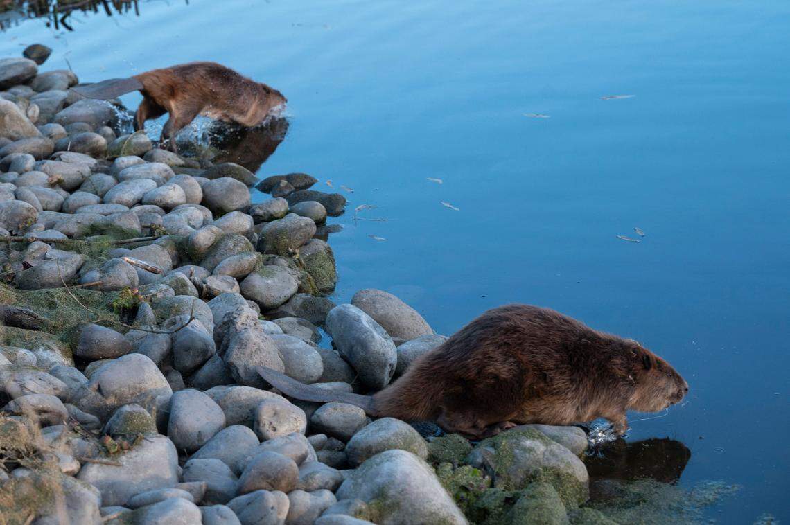 Beavers jump in the water after members of Fish and Wildlife’s Office of Spill Prevention and Response and UC Davis’ Oiled Wildlife Care Network released them back into the wild Thursday.