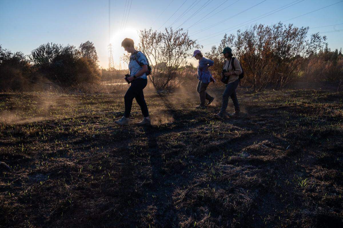 Sacramento State professor Michelle Stevens and her students walk through fire damaged grassland as they look for turtle nests on the American Parkway near Bushy Lake in Sacramento on Monday, June 14, 2021.