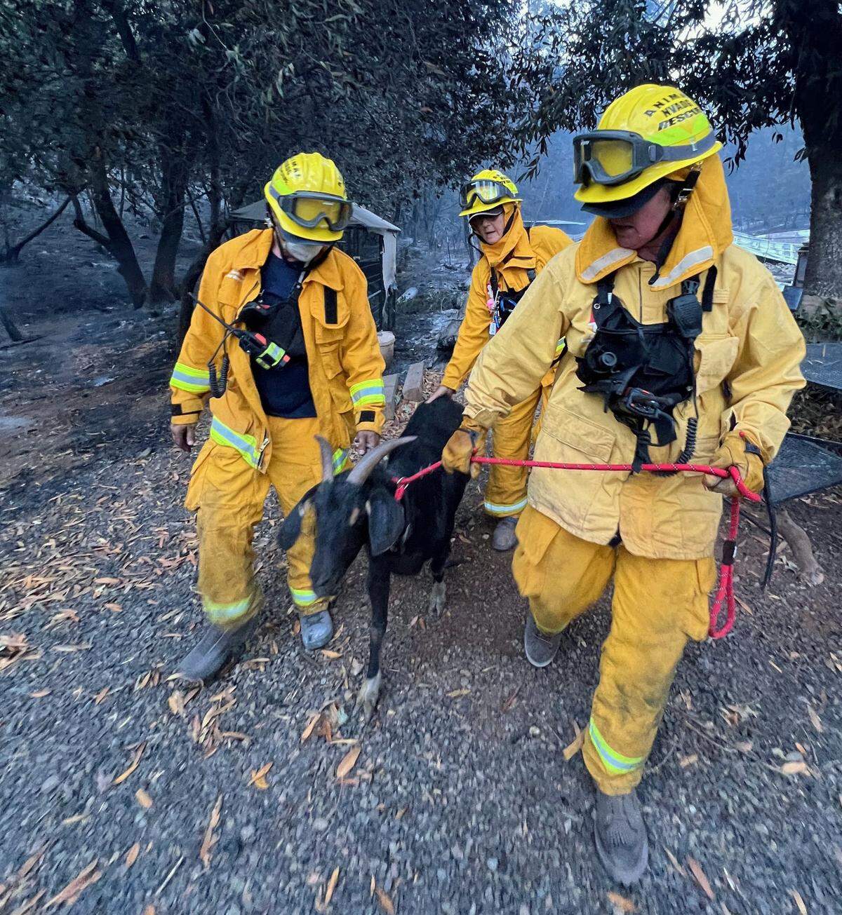 Members of the North Valley Animal Disaster Group rescue a goat from the Park Fire in Butte County in July. Several of the goats brought to the NVADG large animal rescue center, housed at the Camelot Equestrian Center in Oroville, had to be treated for burns.