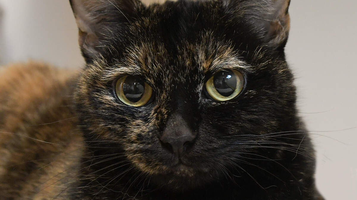 Valentina is a cat available for adoption through the Sacramento SPCA.