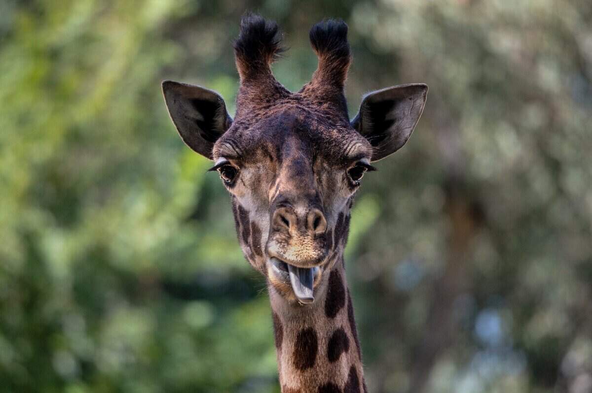Amirah, 2, a Masai giraffe, sticks out her tongue at the Sacramento Zoo on Thursday. She will make her public debut on Monday. She is one of several animals that was added during the coronavirus shutdown.