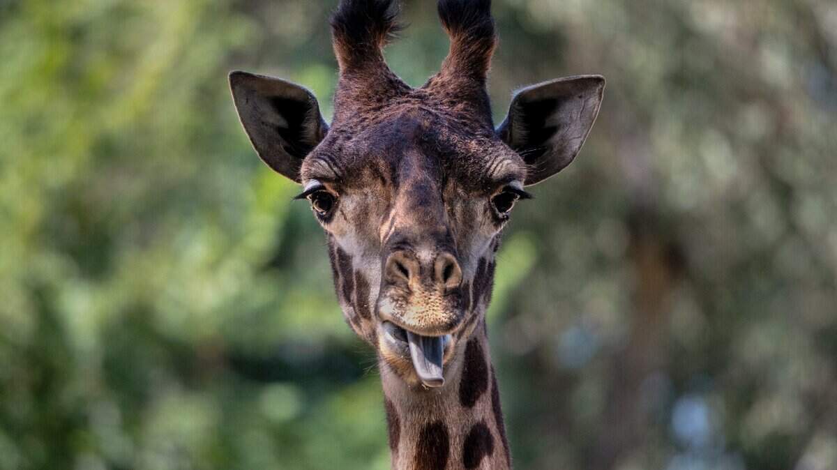 Amirah, a Masai giraffe, sticks out her tongue at the Sacramento Zoo on Thursday June 11, 2020. Amirah on Monday gave birth to a calf which died shortly after.