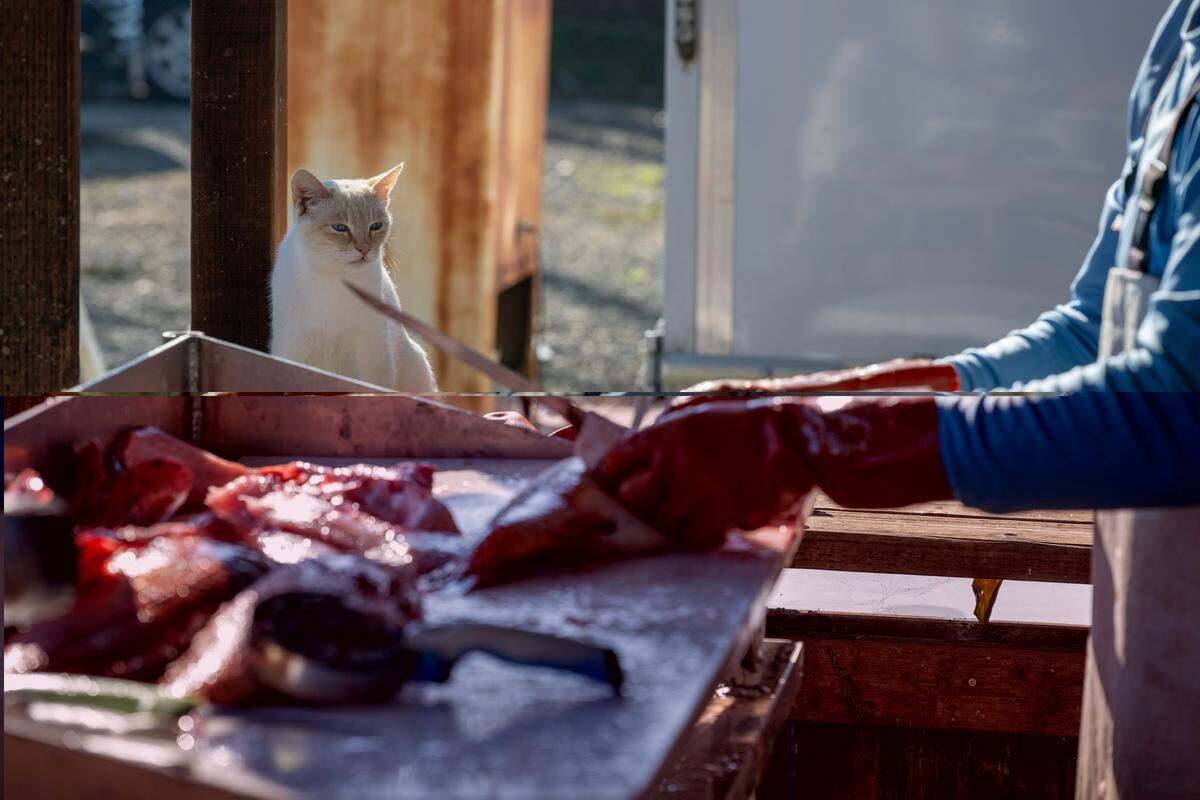 Max, Anthony Ferrari’s cat, watches as Ferrari fillets fresh red snapper for customers who ask to have their fish prepared at Ferrari Fisheries in West Sacramento on Jan. 14.