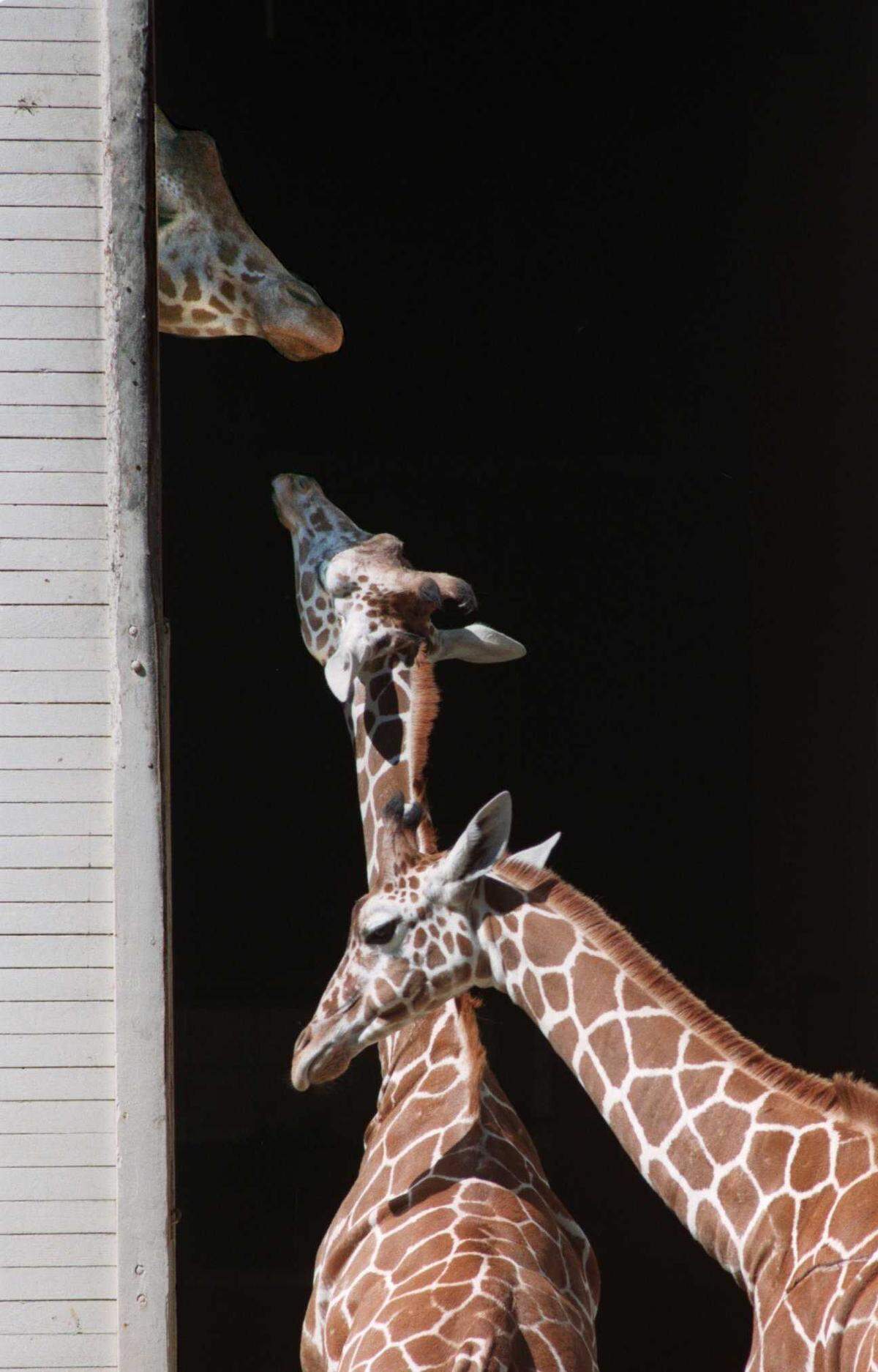 1-year-old giraffe Skye, center, is seen with Gunrun, 10 months, greeting 4-year-old Val-lynn-tine at the Sacramento Zoo on July 19, 1999. The pair of young reticulated giraffes had just completed their 30-day quarantine after arriving from the Milwaukee Zoo. Skye, who had been at the zoo for 25 years, died Friday, Sacramento Zoo officials announced.