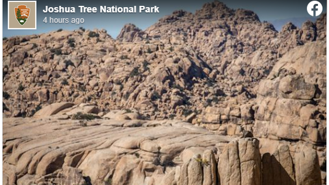 Bighorn sheep use a tactic called camouflage, or cryptic coloration, to blend into their environments. Can you see it?