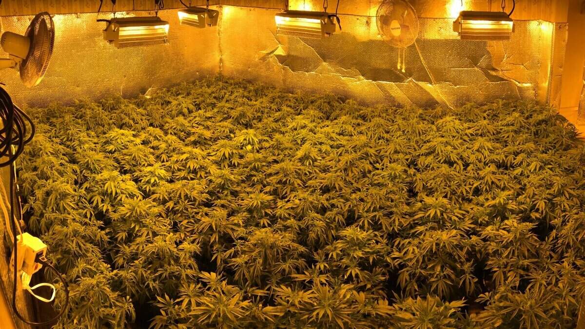 A law enforcement search in Citrus Heights on Dec. 19, 2018 resulted in the seizure of 530 marijuana plants estimated to be worth more than $450,000.
