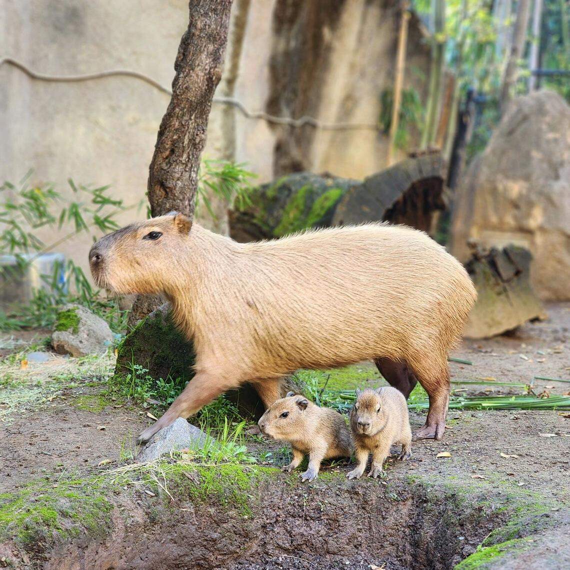 Peppermint Patty, a capybara at the Sacramento Zoo, walks with two pups from a litter of five she gave birth to Monday, Oct. 27, 2025. She gave birth to her second litter on April 18. 