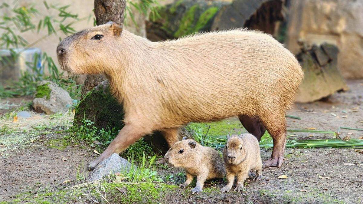 Peppermint Patty, a capybara at the Sacramento Zoo, walks with two pups from a litter of five she gave birth to Monday.