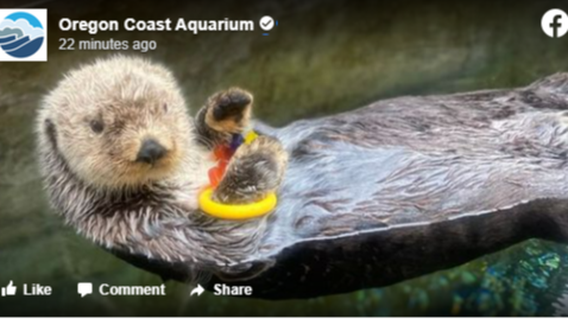 An Oregon aquarium is mourning the loss of its biggest sea otter which died just shy of his 10th birthday.