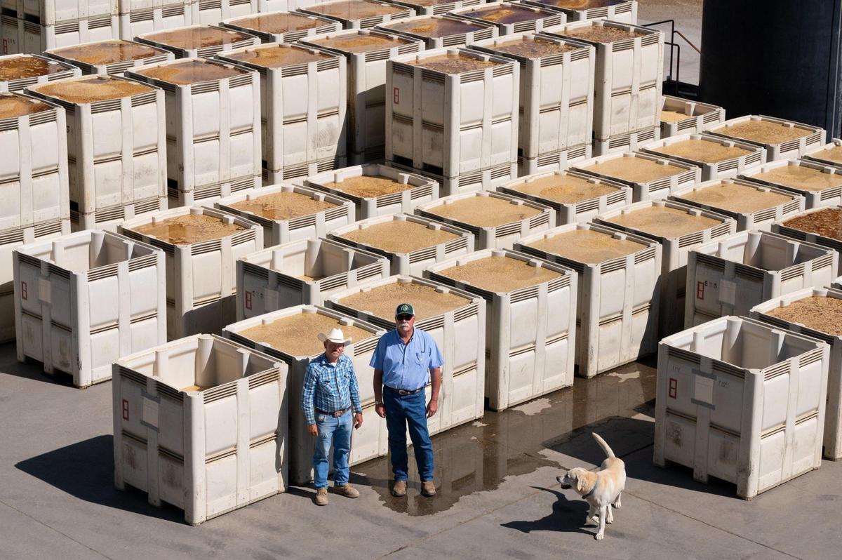 Sacramento Valley Seed Company General Manager Bruce Rolen and foreman Antonio Islas, left, stand earlier this month next to 20 bins holding rice kernels soaking before they are planted on farms near Williams in Colusa County. If there wasn’t a drought, there would be 400 bins of rice waiting to be planted.