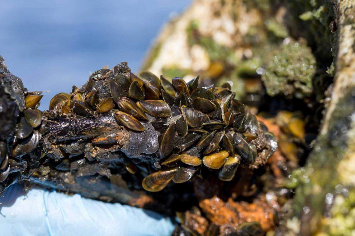 Golden mussels during surveys at O’Neill Forebay in Merced County on Nov. 13, 2024. The mussels, native to Asia, damage water infrastructure, degrade ecosystems and compete with native species. Since their discovery in the Port of Stockton in October, the freshwater bivalves have spread through connected waterways as far south as Bakersfield, alarming water and wildlife officials.&nbsp;