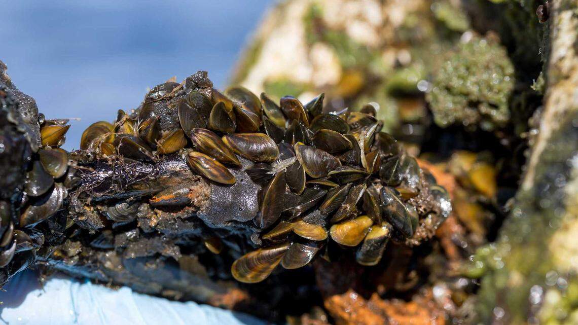 California must step up to fight the costly golden mussel infestation | Opinion