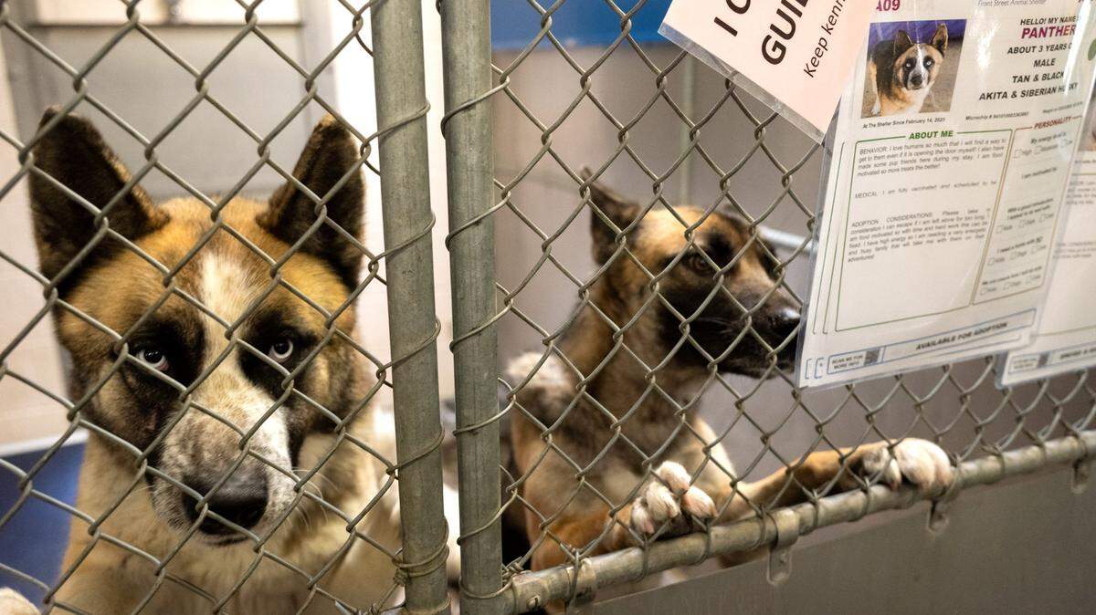 Dogs share a kennel at the Front Street Animal Shelter in Sacramento on March 11, 2025. Two dogs at the Front Street Animal Shelter have tested positive for a highly contagious disease causing the shelter to temporarily halt the intake of healthy stray dogs.