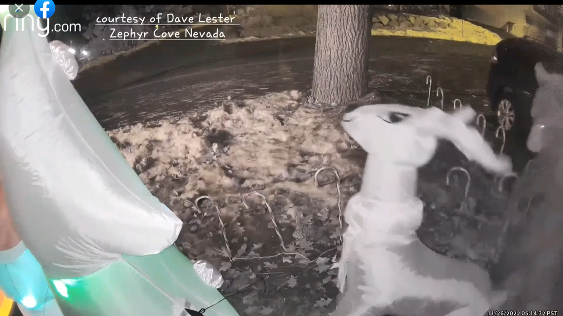 A curious and hungry bear hunted an inflatable Rudolph lawn decoration in South Lake Tahoe. The attack was caught on the homeowner’s Ring camera.