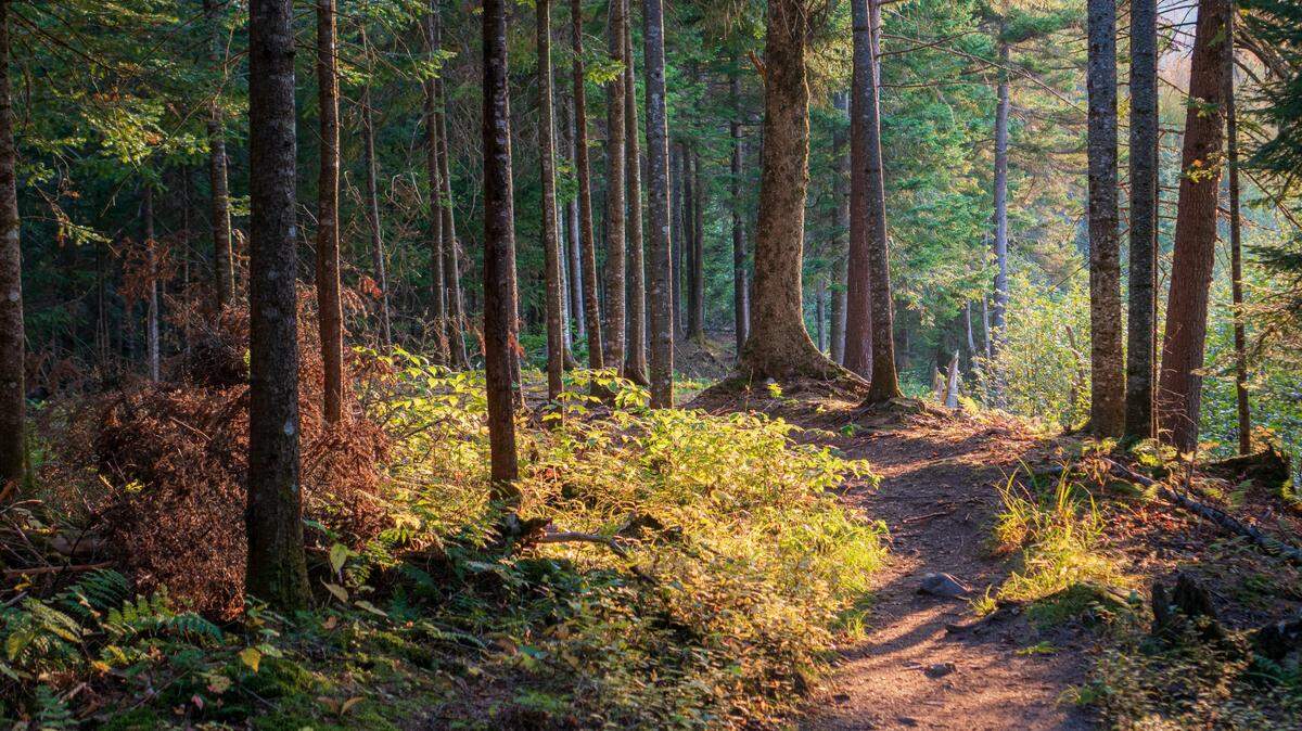 A barking dog led rescuers to a 5-year-old boy missing in woods near Manning, Oregon sheriff’s officials say.