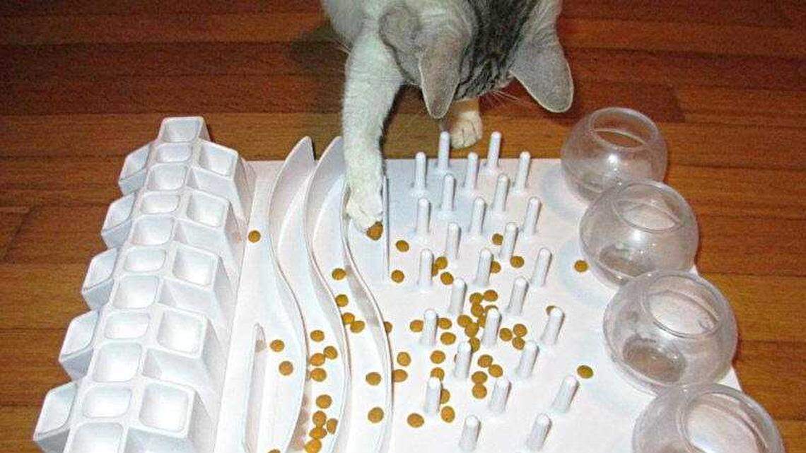 Enriching your cat’s life is as easy as using a food puzzle, say UC Davis researchers