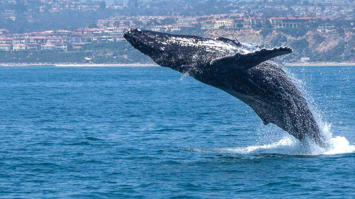 Humpback whale seen during Captain Dave’s Dolphin and Whale Watching Safari in Dana Point, California.