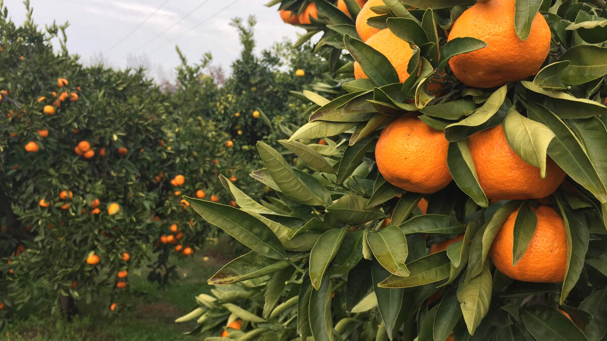 The Mountain Mandarin Festival will move to Roseville in its 31st year.