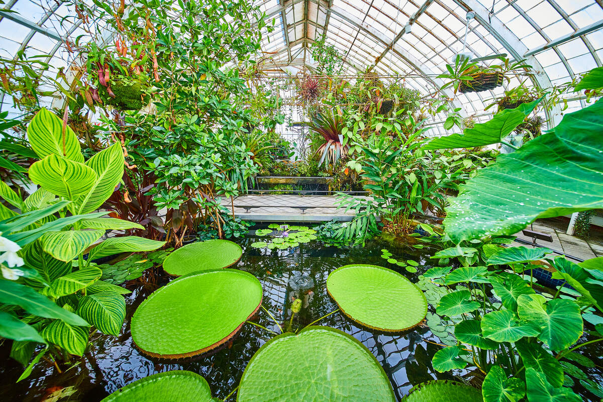 The Conservatory of Flowers is full to the brim with lush greenery.