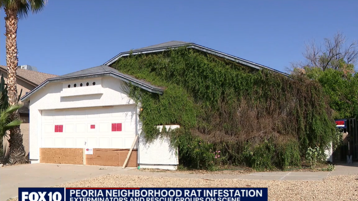 Police discover a decomposed body during a welfare check on Sept. 23, 2021, in Peoria, Arizona. The home and neighborhood have been crawling with hundreds of rats from the home.
