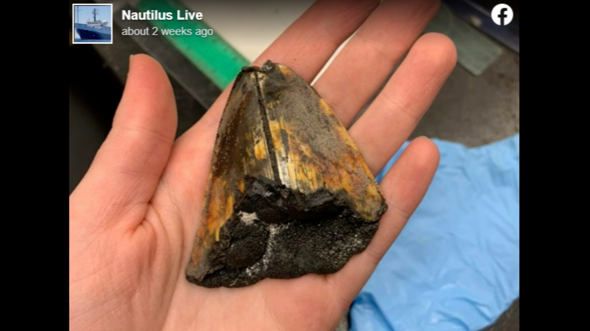 A massive shark tooth scooped from the central Pacific Ocean floor is likely millions of years old, researchers said.