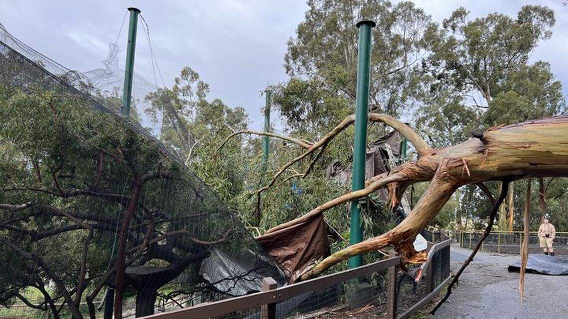 A pied crow, one of several birds that escaped an Oakland Zoo aviary hit by a fallen tree, turned up on a resident’s front porch in California.