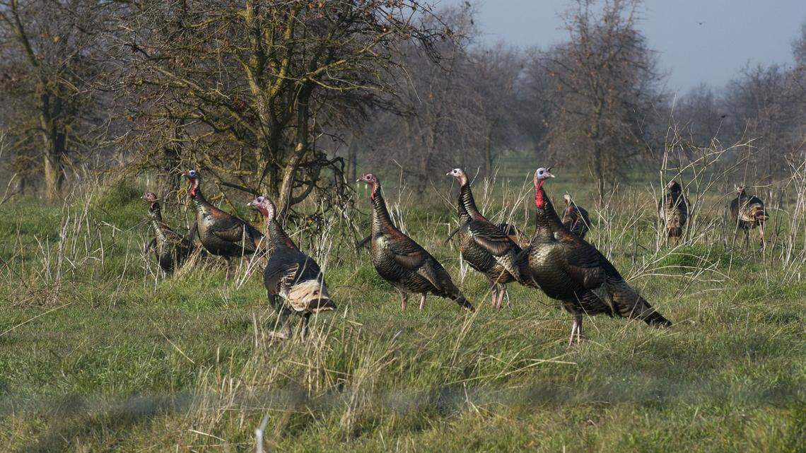 Wildlife searches for ‘wild turkey’ on Wikipedia spike in spring and fall, research shows
