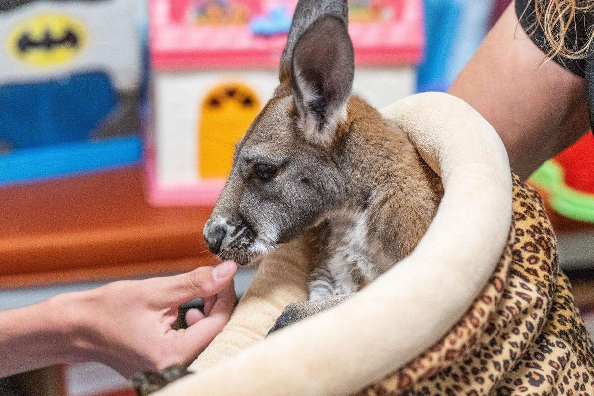 An eight-month-old kangaroo is pet by a patient at Sutter Hospital in midtown Sacramento on Thursday. The rescue animals are from the SeaWorld education and conservation program.