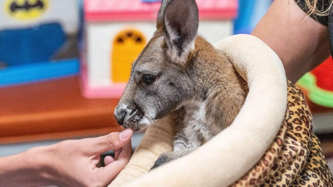 See kid high-five an alligator and other cute moments at Sacramento hospital visit