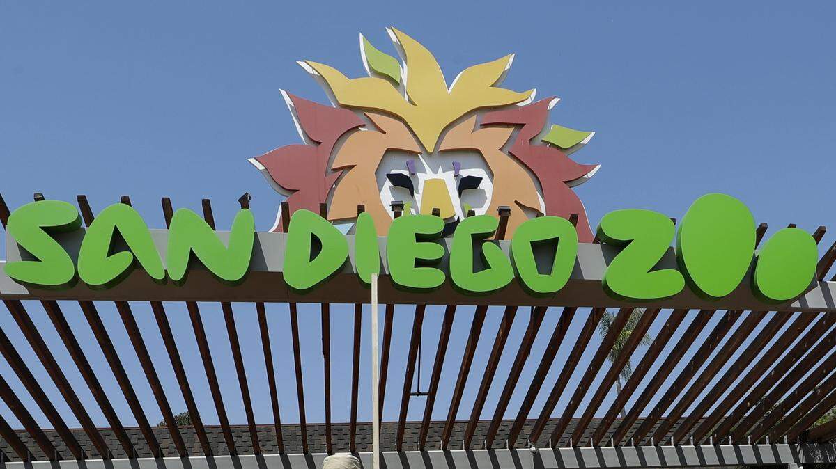 Four men accused of rocking a gondola on a San Diego Zoo aerial ride, causing a shutdown that stranded 100 people, are U.S. Marines, military officials say.
