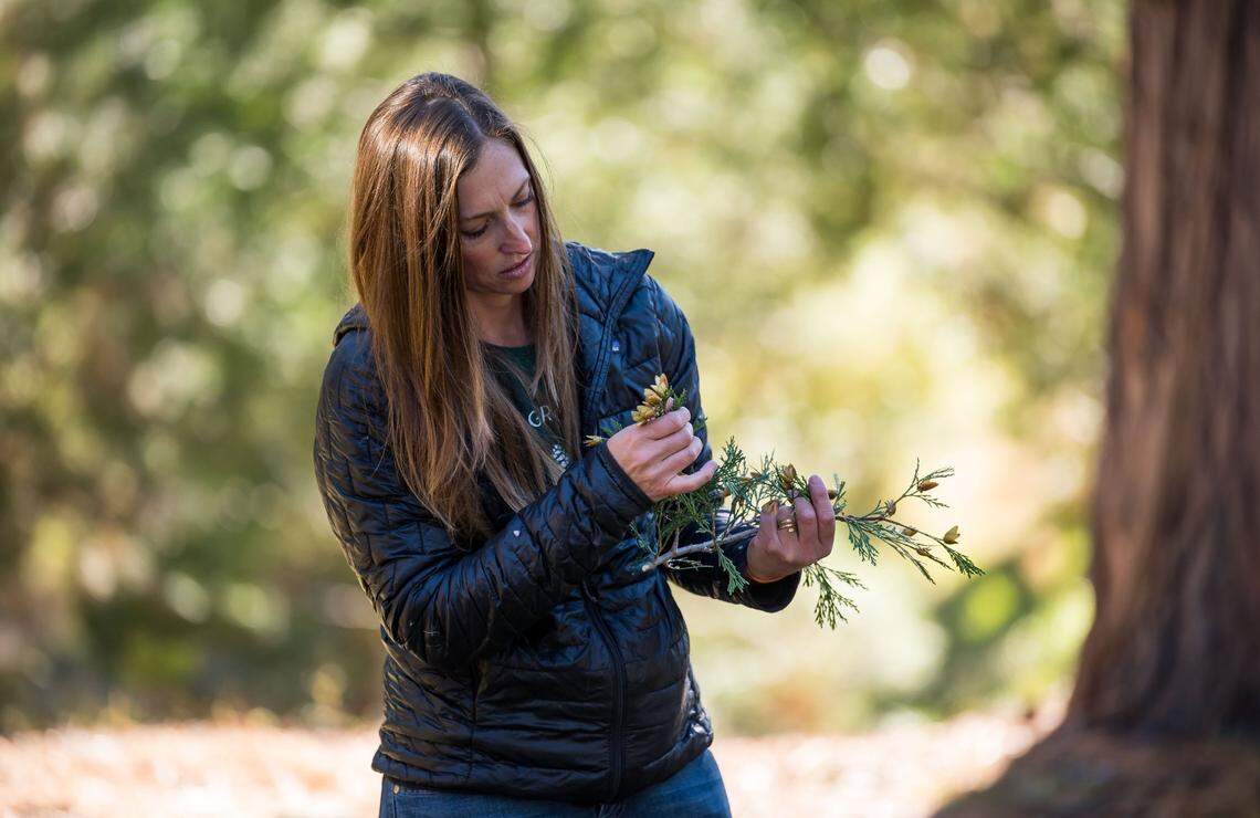 Rachael Norton, forester and owner of New Growth Forest Management, inspects incense cedar pine cones to check their readiness for releasing seeds in Plumas National Forest last month.