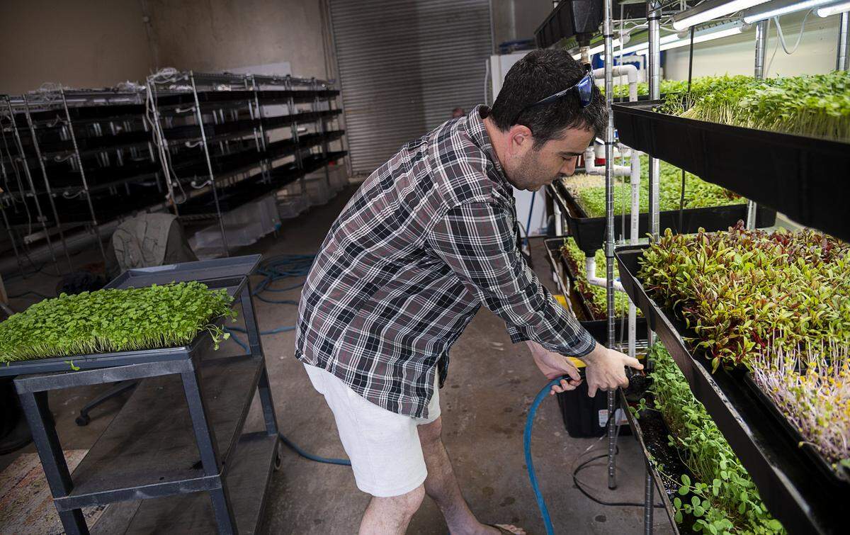 Matthew Weber of the Sacramento Sprouting Co. waters the microgreens his company is still growing for a few customers on Wednesday, April 15, 2020 in North Highlands. Grow bins sit idle behind him, as business has dropped 90% since the stay-at-home order to slow the spread of the coronavirus.