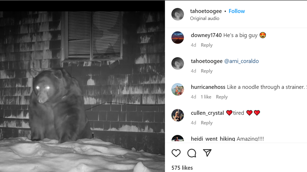 A massive black bear is getting a lot of attention for the way he maneuvered himself down into a crawlspace den in California.