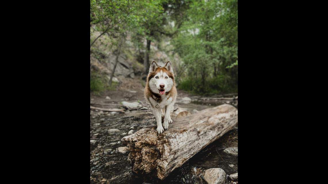 Uni was last seen Saturday, June 11, along the Indian Beach Trail, the dog’s owner, Sohee Lee, said in a Facebook group dedicated to the pup’s return. (Photo from Sohee Lee)