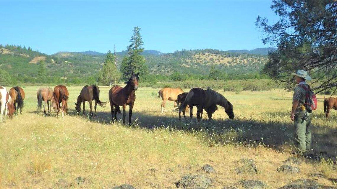 Roaming wild horses may help cut down on the size and intensity of wildfires out west, according to research from the Wild Horse Fire Brigade.