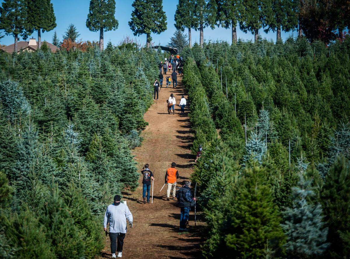 Visitors look through a sea of Christmas trees during the holidays at McGee’s Christmas Tree Farm in Placerville on Sunday, Nov. 22, 2020. 
