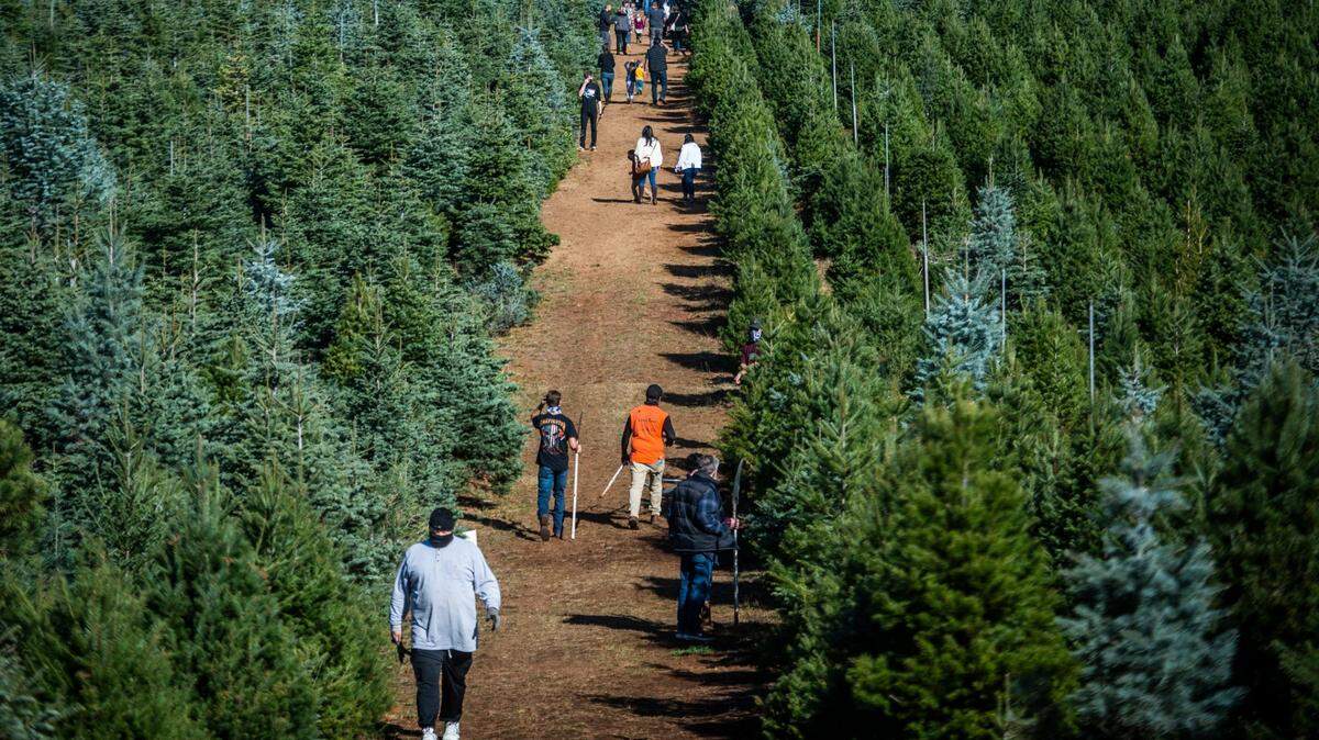 Visitors look through a sea of Christmas trees during the holidays at McGee’s Christmas Tree Farm in Placerville on Sunday, Nov. 22, 2020.