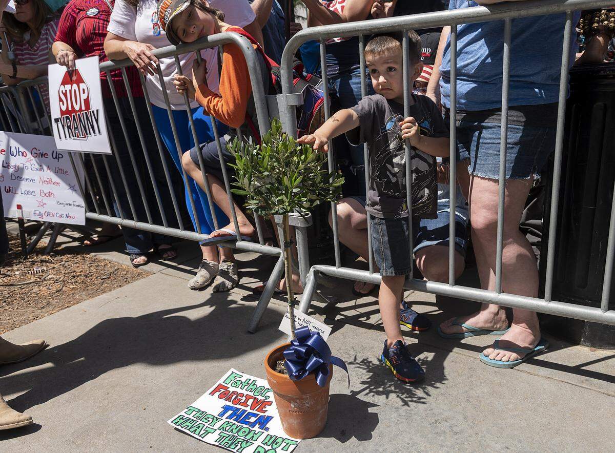 Matias Hoff, 3, touches an olive tree placed on the Capitol grounds for CHP officers by Tara Thornton of the Freedom Angels during a protest against Gov. Gavin Newsom on Thursday, May 7, 2020 in Sacramento during the coronavirus pandemic.