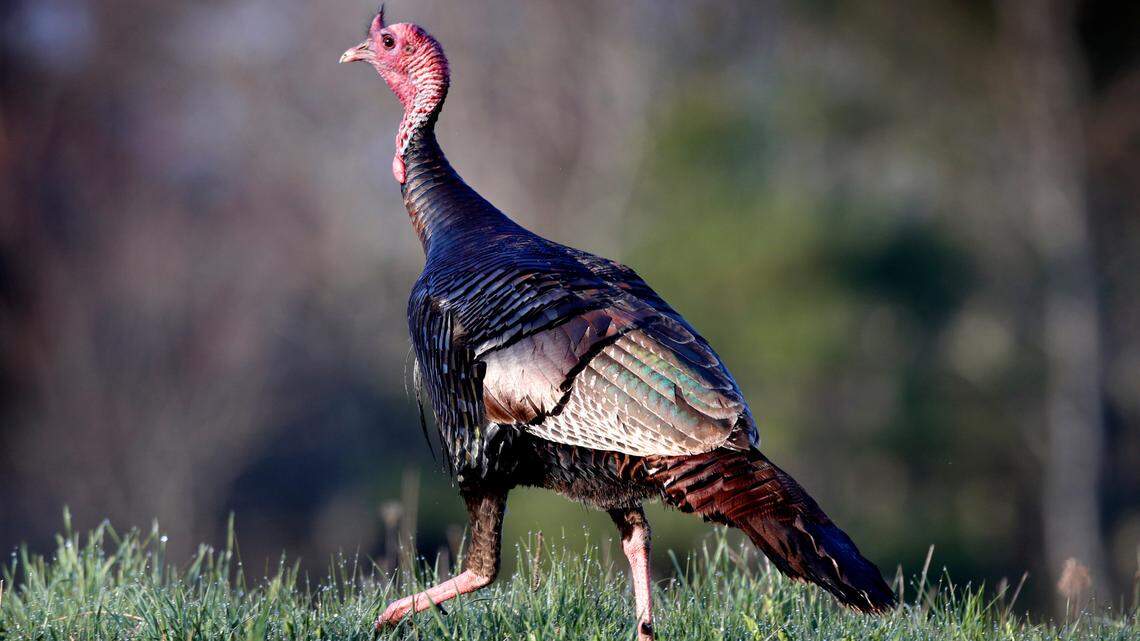 A wild turkey crosses a field in Freeport, Maine., in 2020. A flock of wild turkeys at the NASA Ames Research Center in Mountain View, California, will be relocated to a wildlife refuge, officials say.