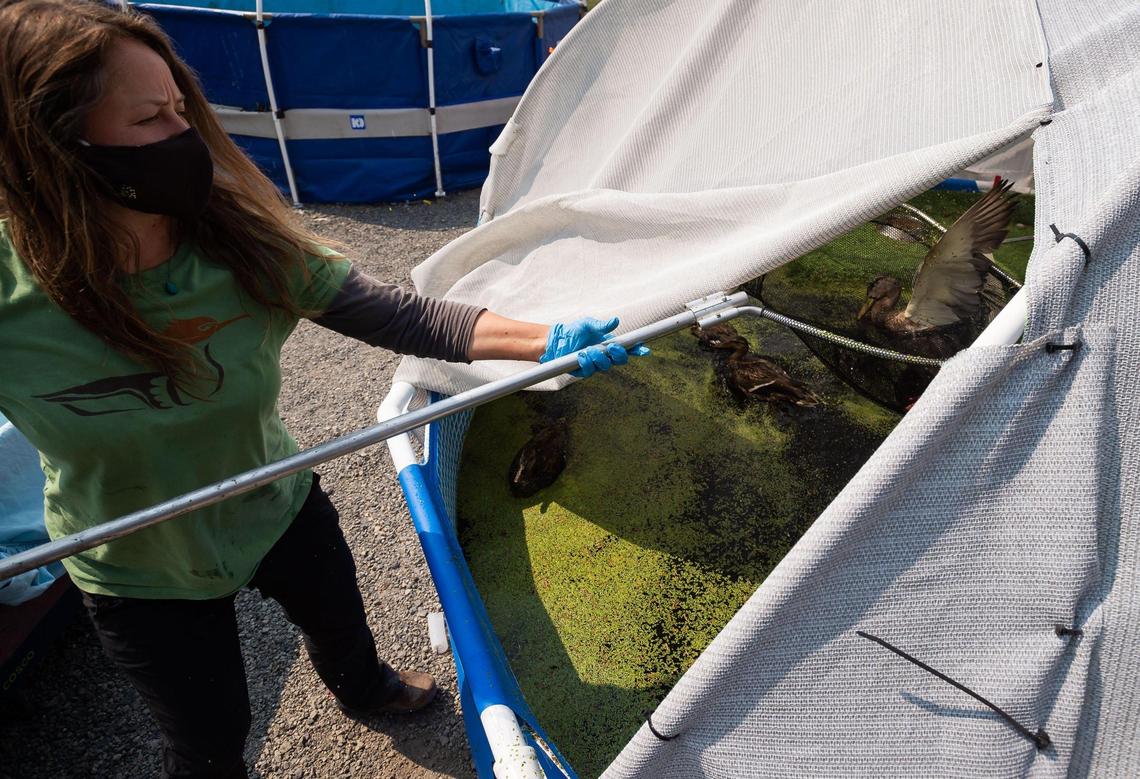 Longtime wildlife rehabilitator January Bill, co-director of Bird Ally X, collects a duck in early September recovering from botulism at a rehabilitation center at Lower Klamath National Wildlife Refuge in northeastern California.