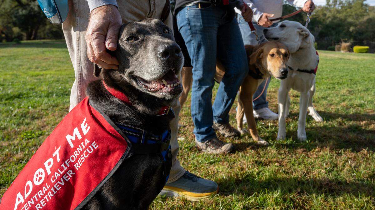 Rescued dogs Jack, left, Greer, and Cotton hang out with volunteers of the Central California Labrador Retriever Rescue on Nov. 22. The all-volunteer group is asking Book of Dreams for donations to care for and rehome their abandoned canines.